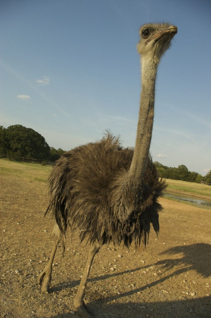 Ostrich at Fossil Rim Wildlife Center