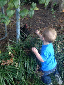 Feeding the neighborhood chickens on a walk (with the owners permission of course!)
