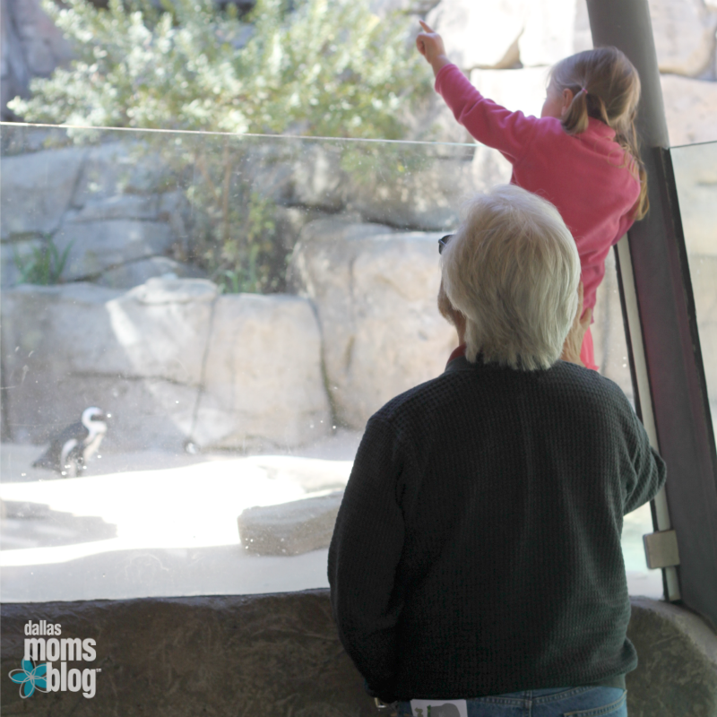 Spoil grandkids at the Dallas Zoo