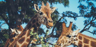 giraffes at the Dallas Zoo