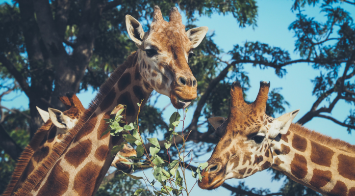 giraffes at the Dallas Zoo