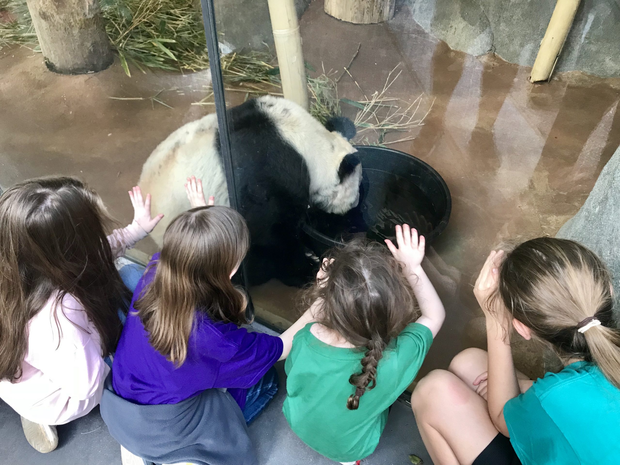 kids at the Memphis Zoo, road trips from Dallas