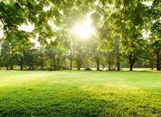 green field surrounded by leafy trees in the sunlinght