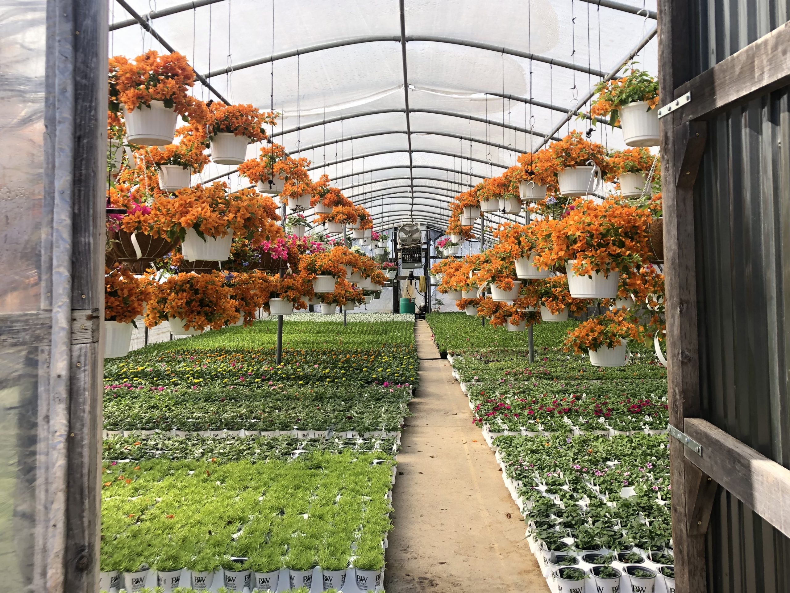 greenhouse at Strong's Nursery Carrollton, independent plant stores in dallas