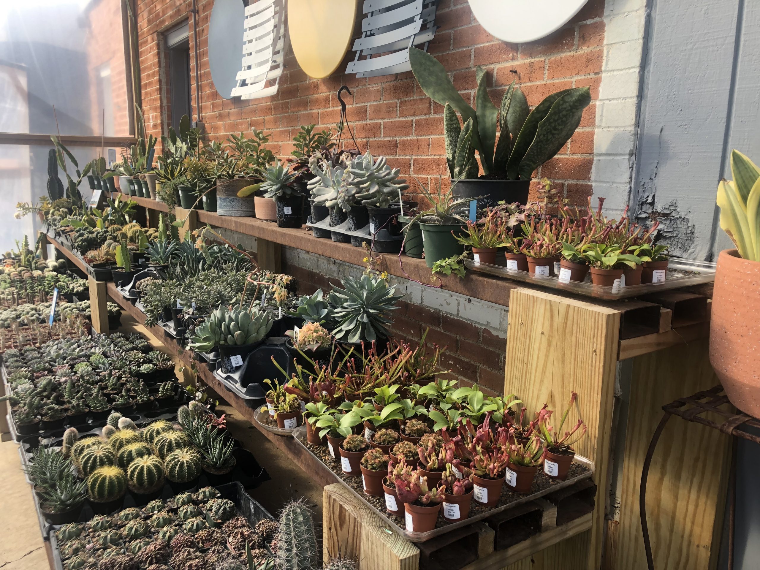 succulents at Strong's Carrollton, independent plant stores in dallas