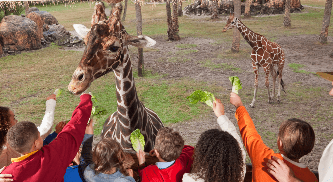 Kids feed a giraffe lettuce 