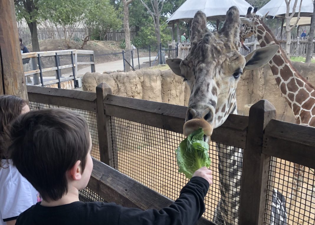 A child hands a leaf of lettuce to a giraffe at the Dallas Zoo