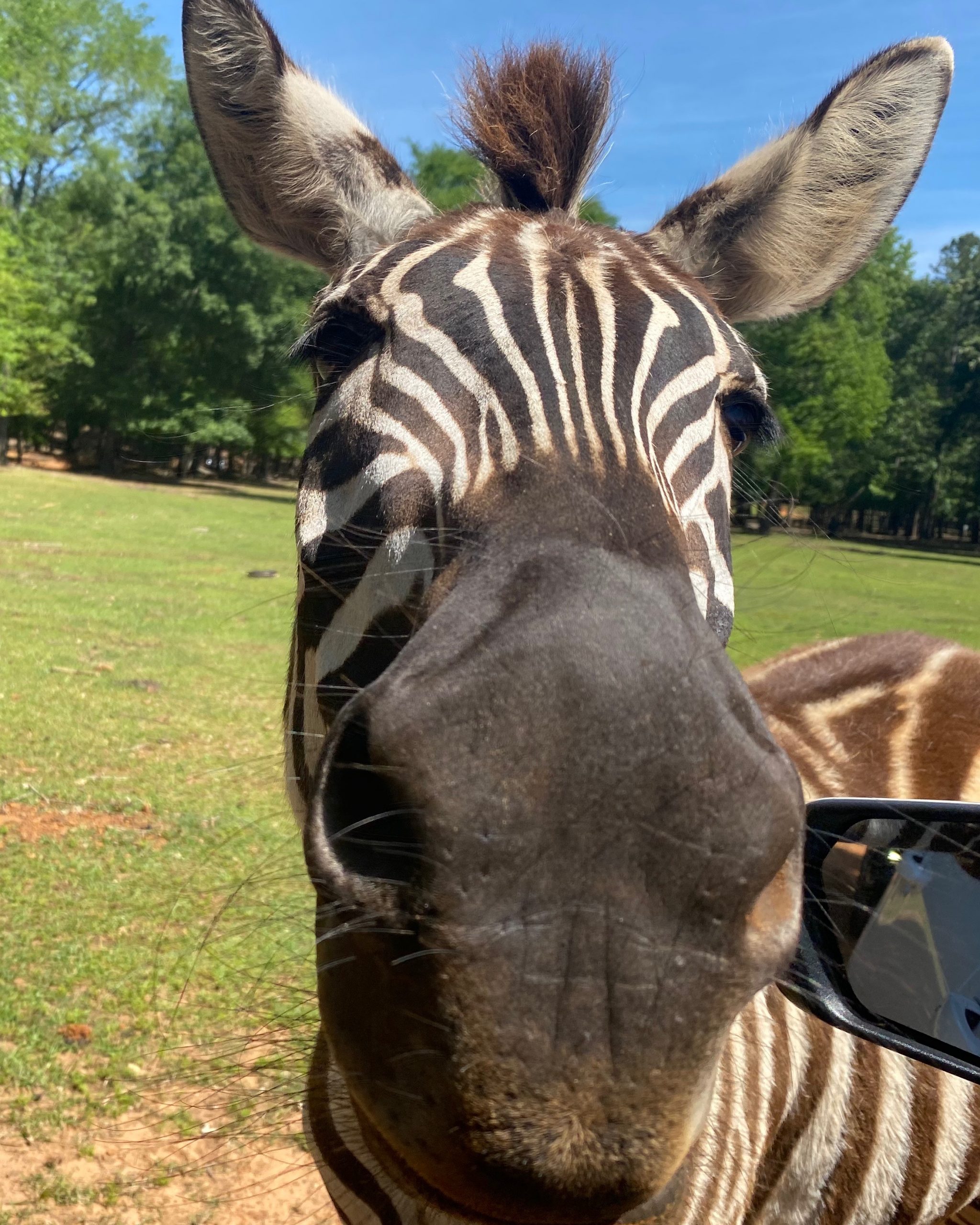 zebra in car window at Cherokee Trace Drive-Thru Safari in Jacksonville