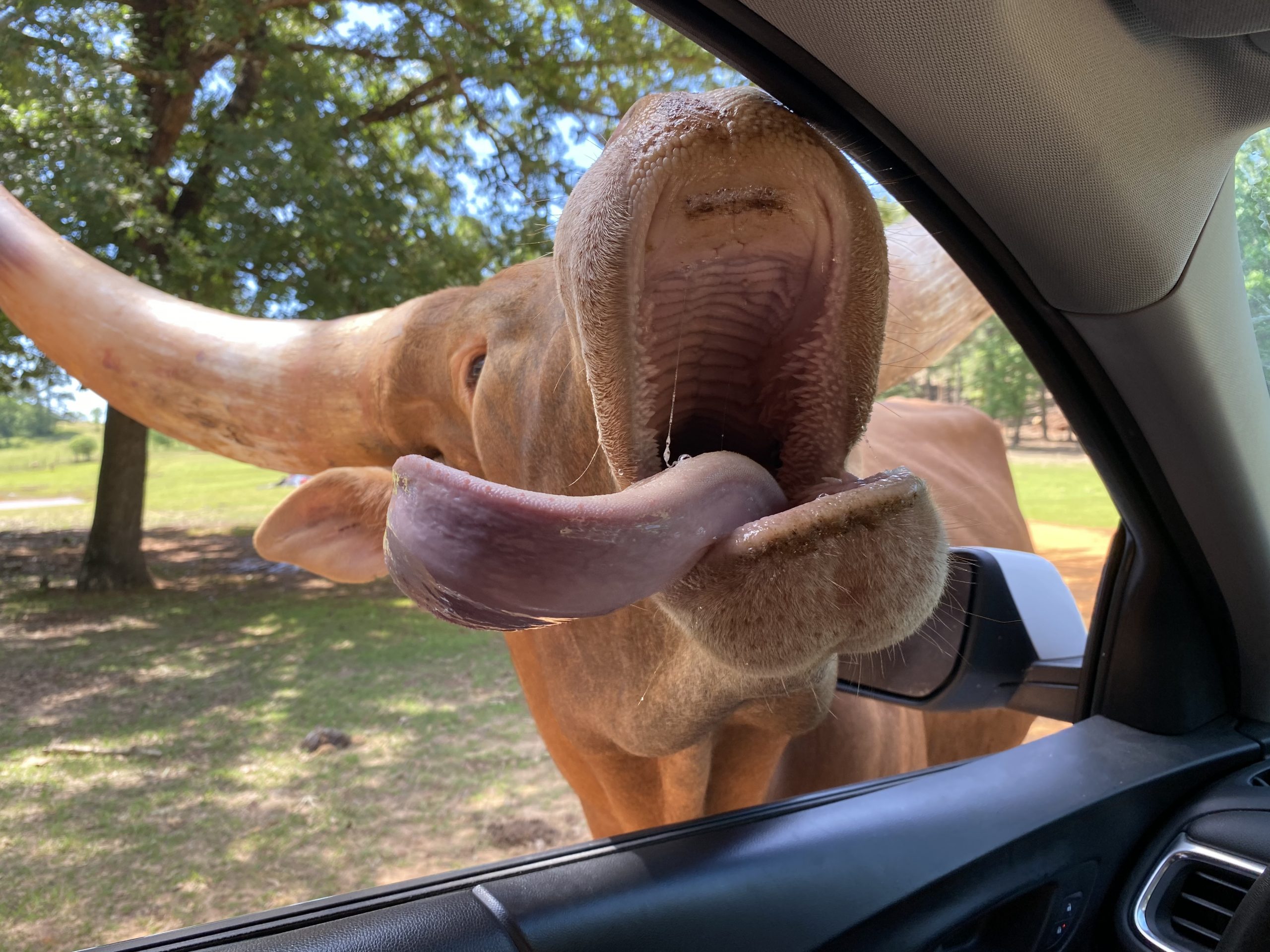 longhorn at car window at Cherokee Trace Drive-Thru Safari in Jacksonville