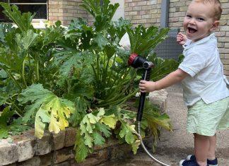 A toddler waters a vegetable garden.