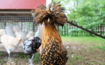 A chicken with a fluffy feather head.