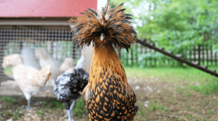 A chicken with a fluffy feather head.