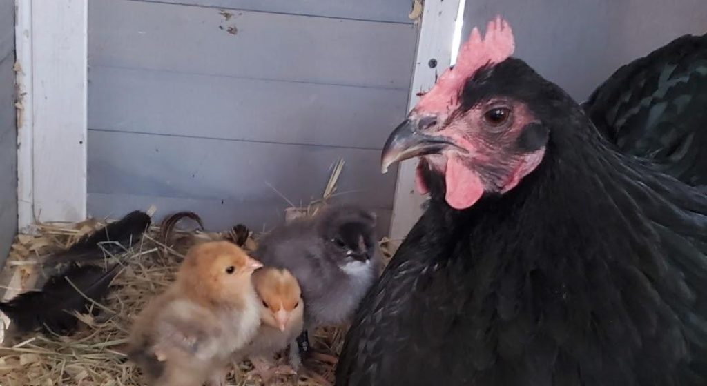 Raising Backyard Chickens: Mama Hen with babies