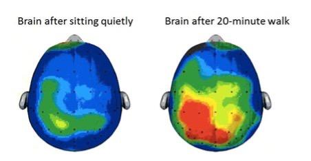 Pictures of brain scans before and after a 20-minute walk.
