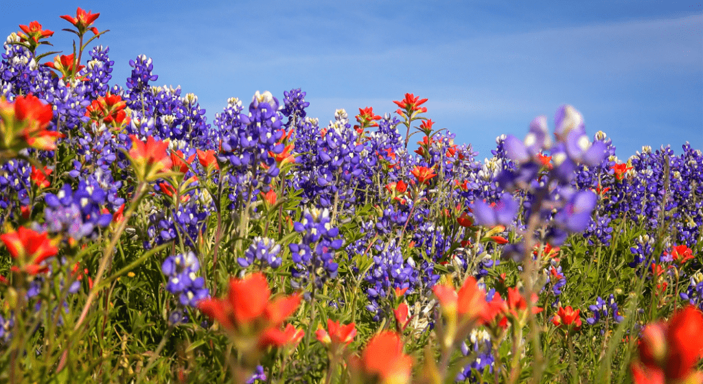 Purple and orange wildflowers bloom in a field under a blue sky.
