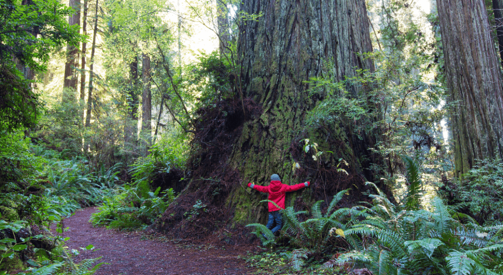 Child hugs a giant tree in a national forest.